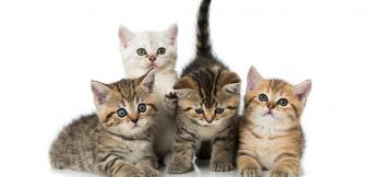Baby-Cats